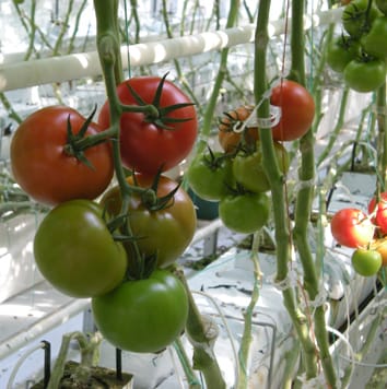 Cambios en el estado del carbono y el diámetro del tallo en tomate