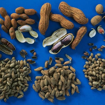 Genetic relationships of section Arachis specie