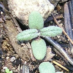 El fuego y las temperaturas diarias como señales de germinación