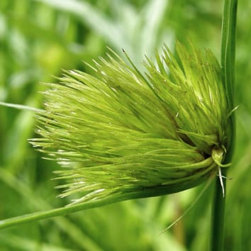 Evolution of genome size in Carex