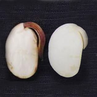The role of ROS in soybean seed germination