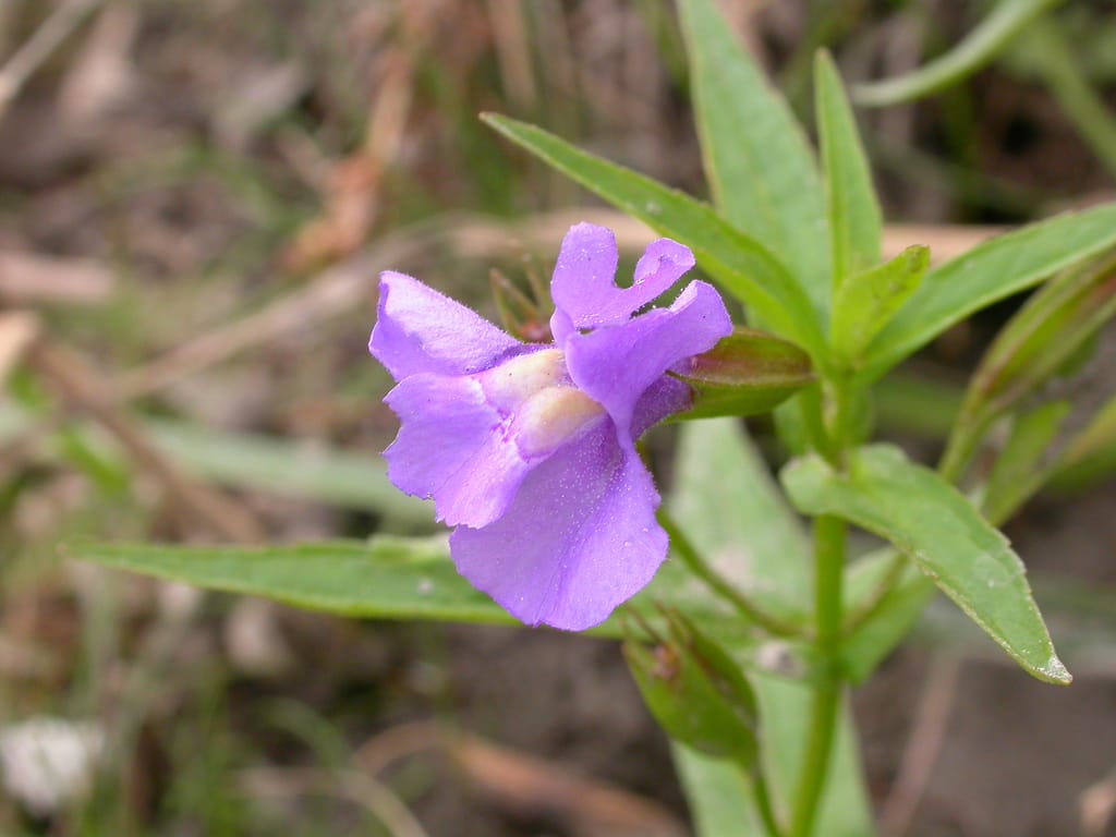 Mimulus ringens flower