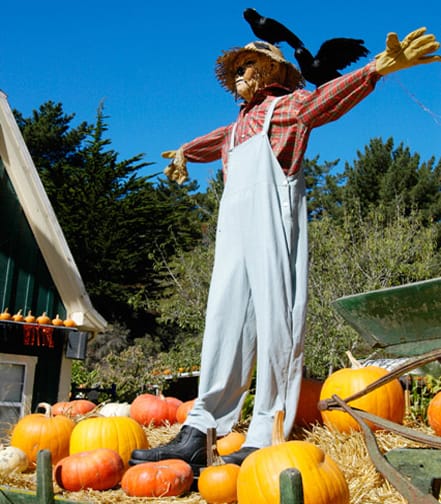 Asustando a los cuervos…