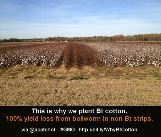 bn712-bt_cotton_chomp