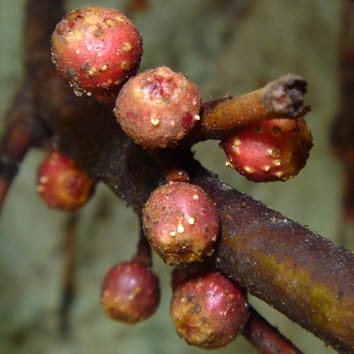 Mécanisme de spécificité des pollinisateurs chez Ficus