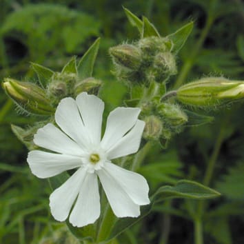 Habitat specialization through germination cueing