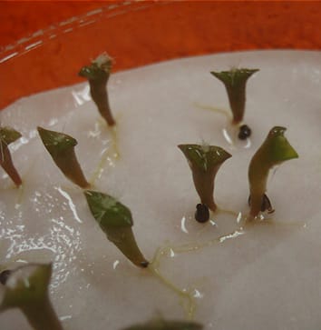 Sun/shade conditions and seedling recruitment in a cactus