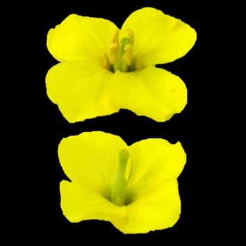 Physical mapping of a male-sterile locus in Brassica