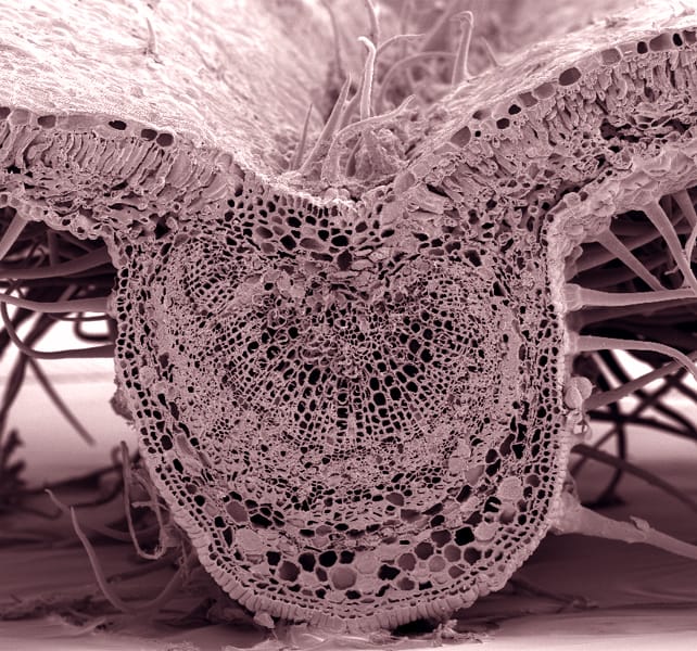 Leaf traits and disease tolerance in Dutch elm hybrids
