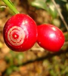 Genetic structure and diversity of Coffea