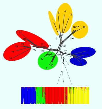 Phylogeography and seed dispersal in islands