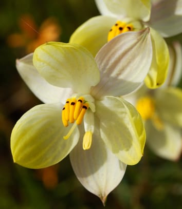 Biogeografía de Tecophilaeaceae