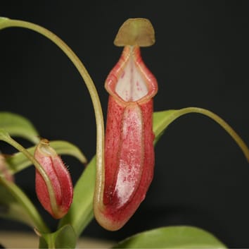 Les pièges à fosse Nepenthes sont un environnement anti-microbien
