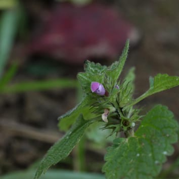 Manninotriose dynamics in Lamium purpureum