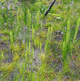 Little weed? Mycorrhizal preference in an invasive orchid