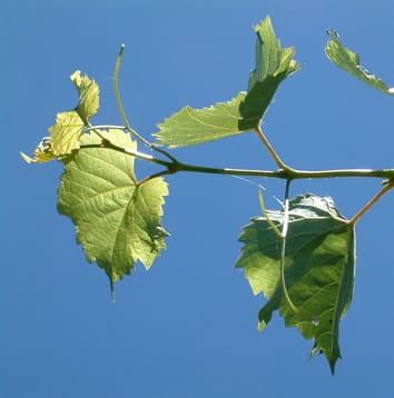 Le changement climatique menacera-t-il vos habitudes de consommation ?