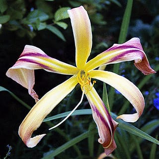 Un nouveau jour se lève : Hemerocallis comme organisme modèle