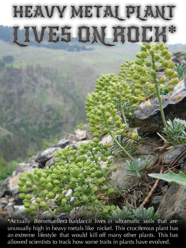 La planta de metales pesados ​​VIVE EN LA ROCA