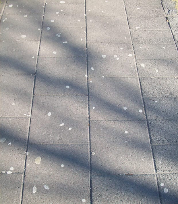 Chicle es la palabra