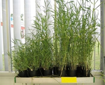 “Elección del editor” debuta en AoB PLANTS