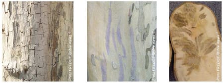 La disparition du feuillage, l'écorce grise et craquelée, ou les taches violettes le long du tronc sont des indicaurs d'une attaque possible par le champignon