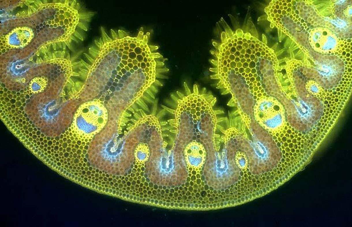 A cross section of marram grass