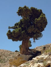 árbol del líbano