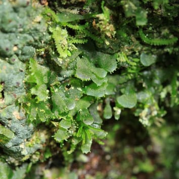 DNA identification of vittarioid gametophytes in the field