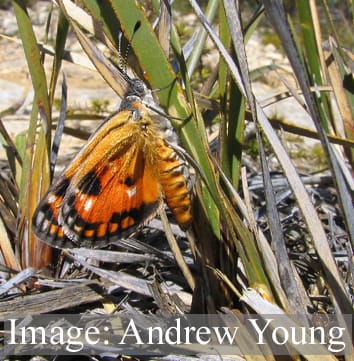 L'importance écologique des carex (examen invité)