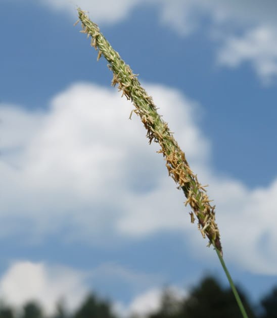 Effets des allèles de résistance aux herbicides sur la germination des graines de mauvaises herbes