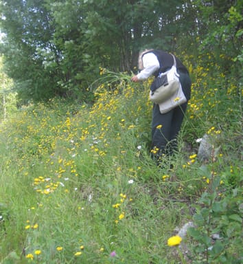 Plastid and nuclear variation among apomictic polyploids