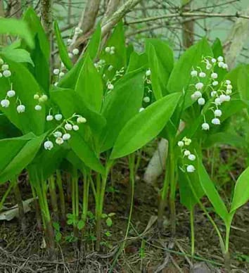 Patrones de apareamiento a escala fina en una especie de planta clonal