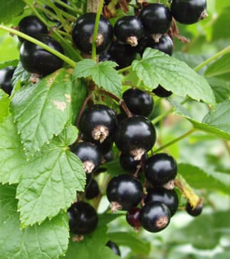 Accumulation d'acide ascorbique dans le fruit de Ribes
