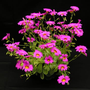 Certains l'aiment froid