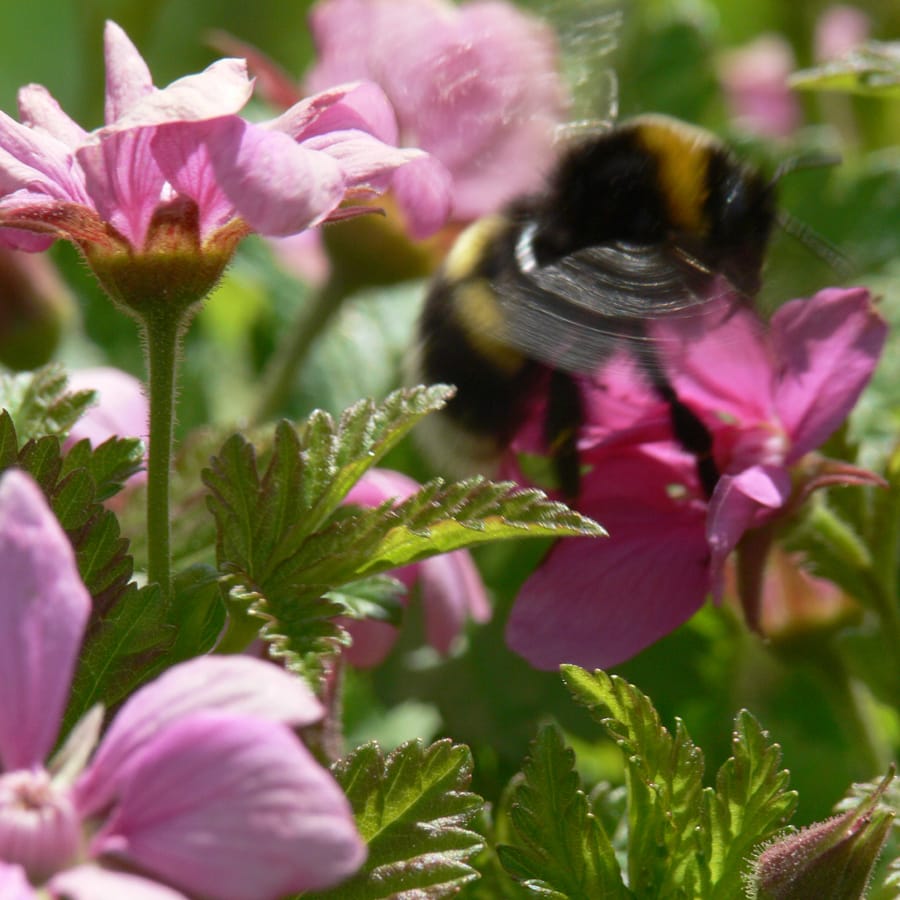 Cultivar identification and maintenance in self-sterile Rubus