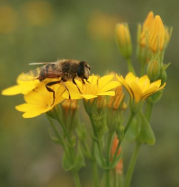 Changements dans les systèmes d'accouplement dans des environnements contrastés