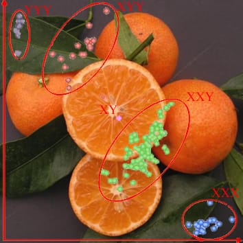 Attribution de la configuration allélique SNP chez les polyploïdes