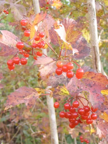 Miniatura de paseo 2