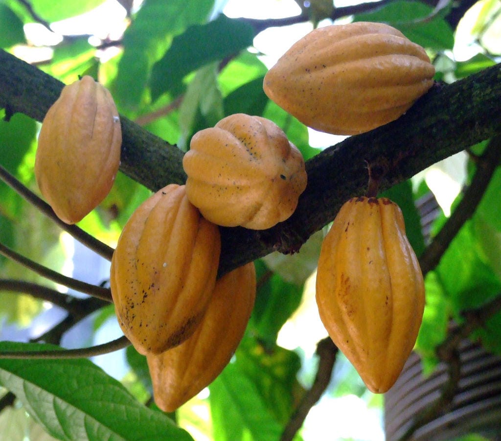 Theobroma cacao