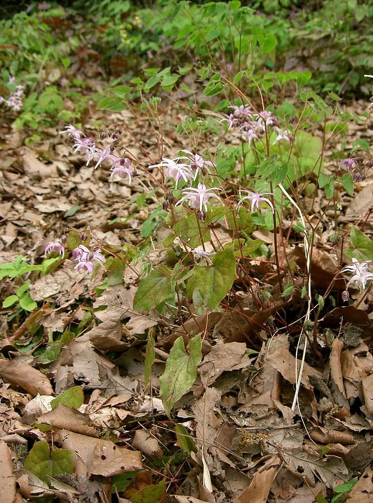 Epimedium grandiflorum var. thunbergianum