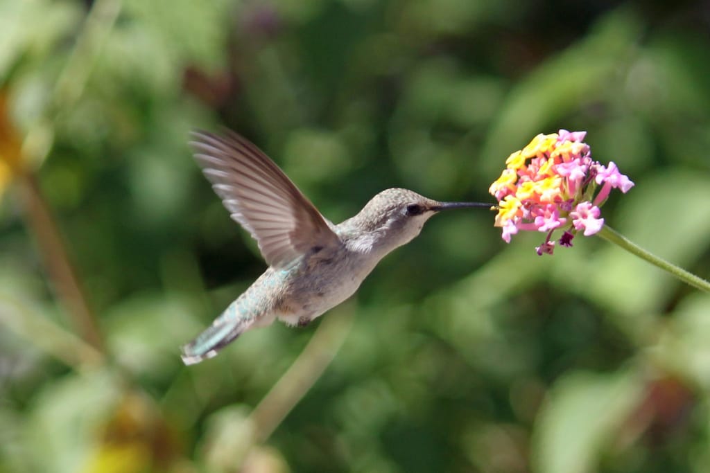 Colibrí y Lantana