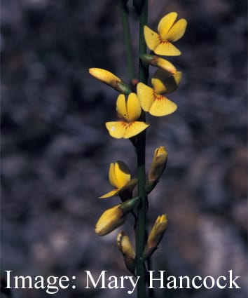 Conservative shoot P content under varying supply