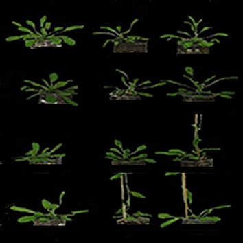 Síndrome de evitación de la sombra en Arabidopis thaliana