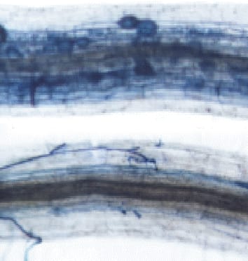 Plant hormones in arbuscular mycorrhizal symbioses (Research in Context)