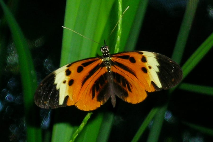 Heliconius numata tarapotensis. Foto: Drriss/Flickr