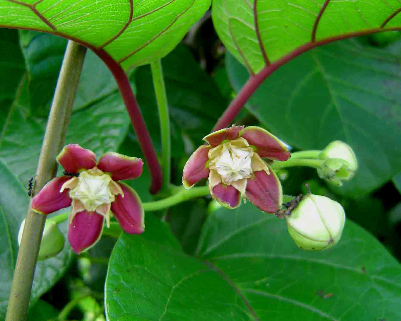 Mondia whitei flowers