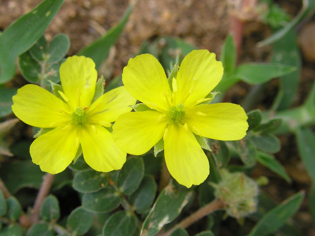 Tribulus terrestris L. 