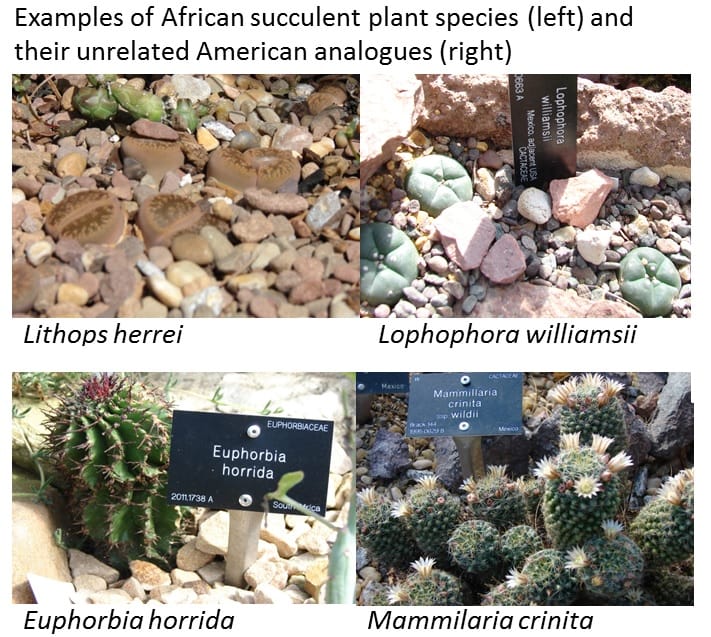 Old World and New World Succulents.