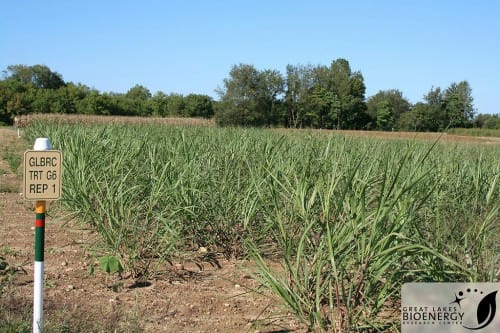 Let’s plant elephant grass in France!