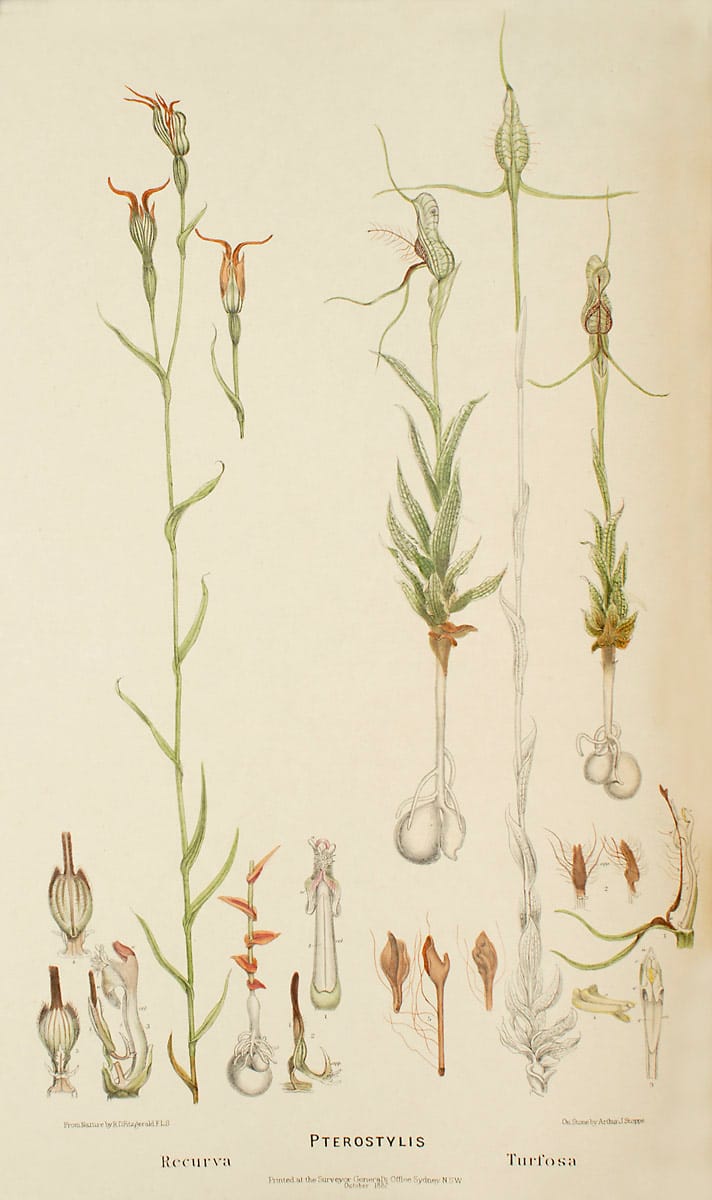 La elección de simbiontes fúngicos del "menú" de nutrientes influye en la distribución y rareza de las orquídeas